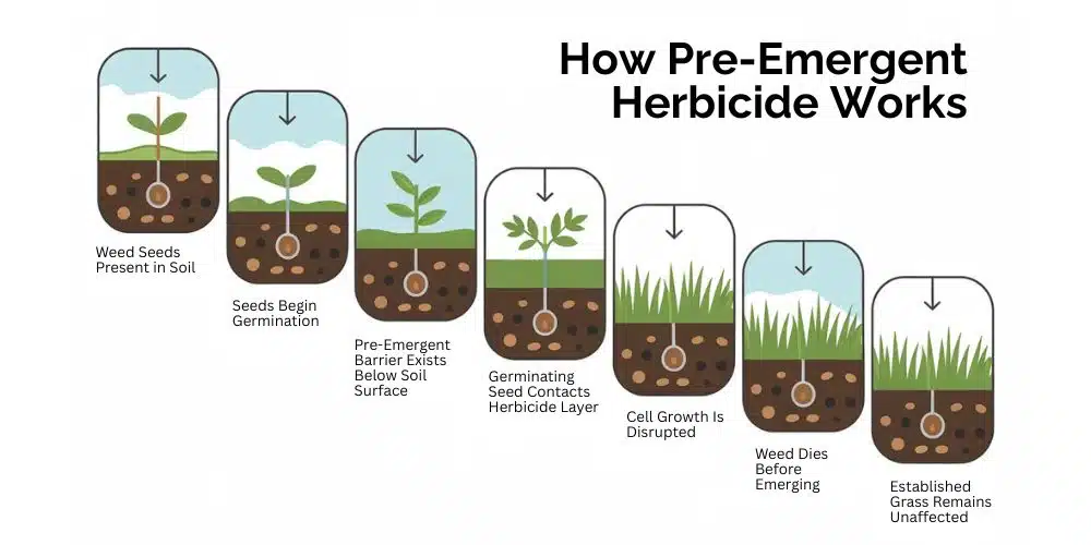 Pre-emergent vs post-emergent herbicides