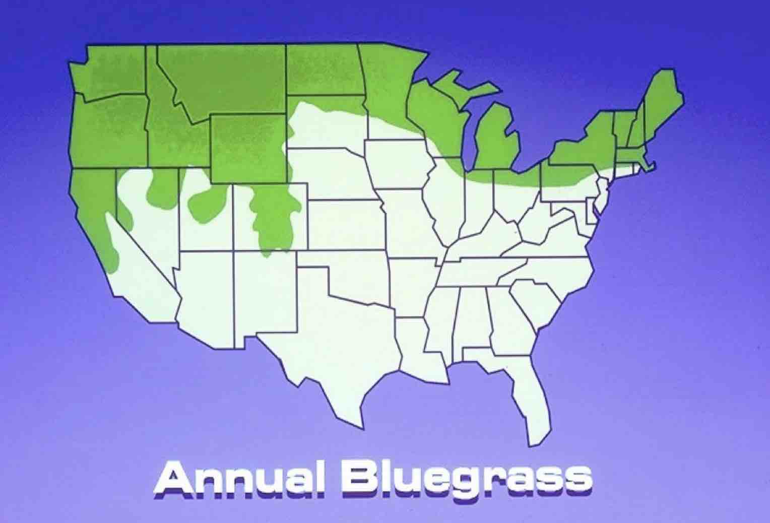 US map showing annual bluegrass prevalence across cooler northern and transition states.
