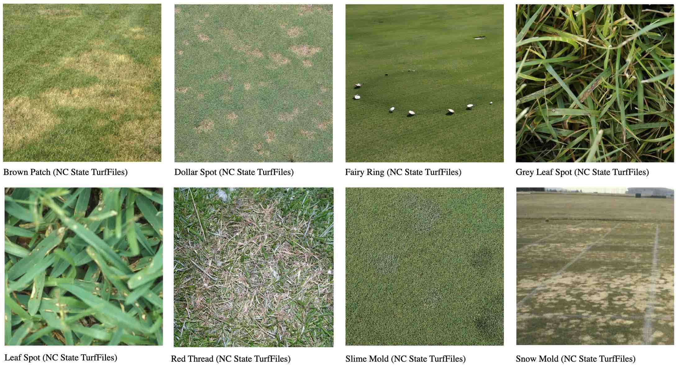 Collage of labeled turf disease examples including brown patch, dollar spot, fairy ring, grey leaf spot, leaf spot, red thread, slime mold, and snow mold.