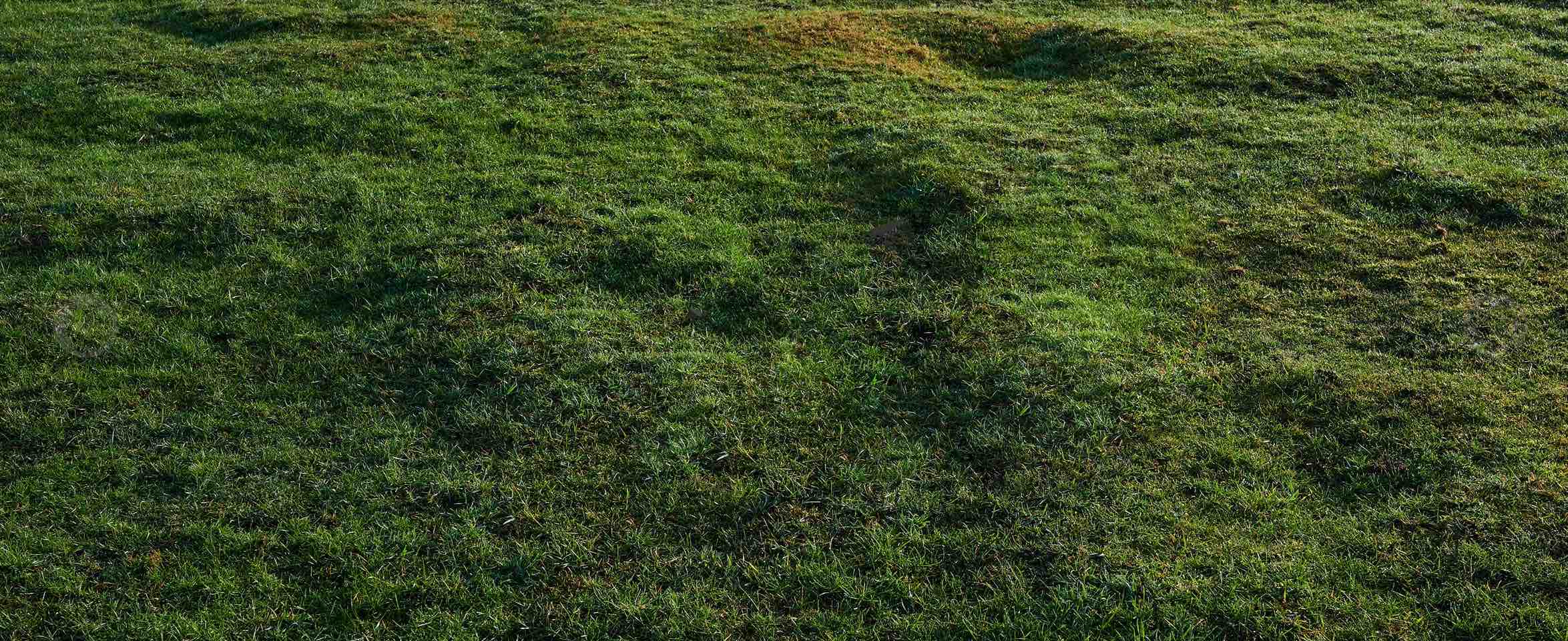 Mowing height by grass type
