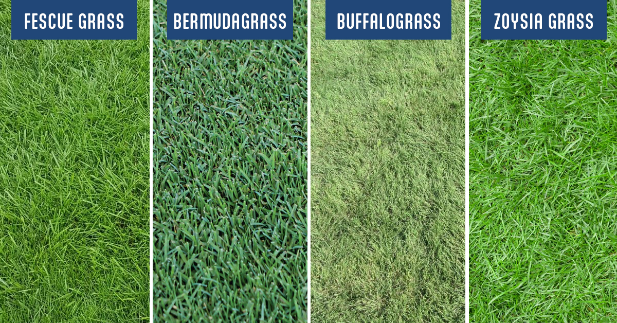 How to determine your grass type